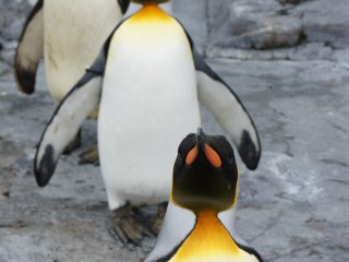 In winter, the zoo has a cool penguin parade where you can see these cute penguins walk past you up close. However, in summer you can still see how cute they are at close range.











