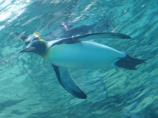 Who told me penguins have lots of fat to keep them warm, I sneak a peak at them in their swimsuits from a glass underwater tunnel and they&#39;re so slim!











