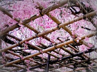 Bamboo lattice holds trailing sprays of pink blossom