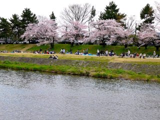Hanami picnickers under cherry trees