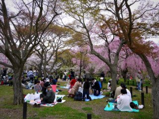 People picnicking under cherry trees