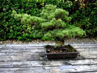 Lush pine needle growth