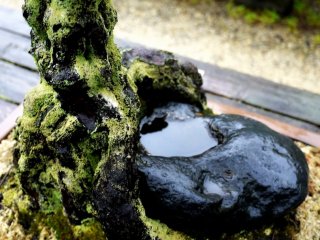 Lichen coated roots hold a stone with a natural water bowl
