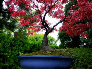 Red maple in a blue bowl