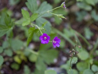 Tiny purple flowers add subtle color to the trail