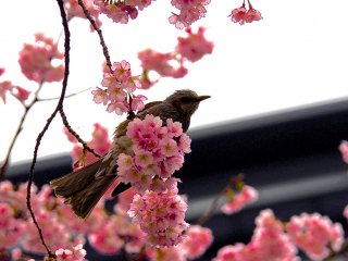 Edo-higan cherry blossoms