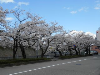 Beautiful cherry trees lining the street just in front of Fukui Castle