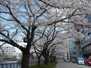 Cherry trees just outside of Fukui Castle