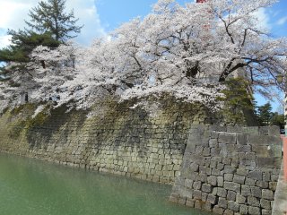 Beautiful cherry blossoms on top of the stone wall