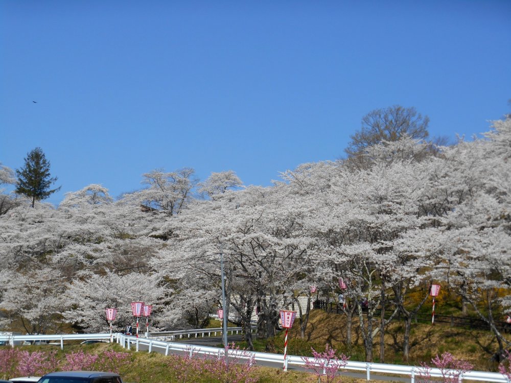 Cherry blossoms viewed from a parking lot at Funaoka Castle Park during Shibata Sakura Festival