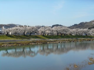 Reflection of cherry trees on the water surface of the Shiroishi River