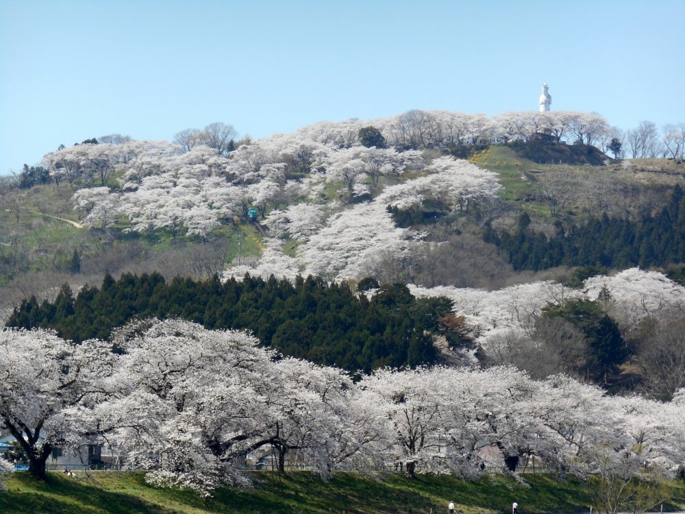 Funaoka Castle Park on the hill and statue of the Goddess of Peace. The hill itself has more than 1000 cherry trees