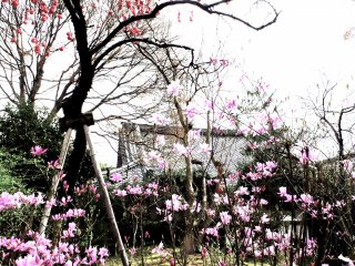 Strolling through the Tenryu-ji&nbsp;Temple garden