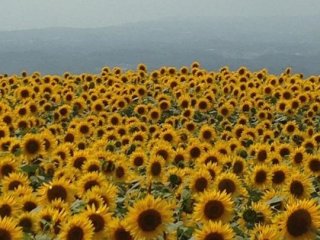 Not very far from the Yama no Kajyu-en we found a vast field of gigantic sunflowers, all restlessly facing the late-July sun. It looked like if they were in worship