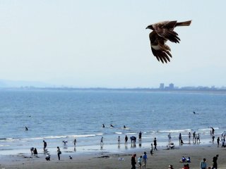There are many kite-hawks flying over the beach near Enoshima