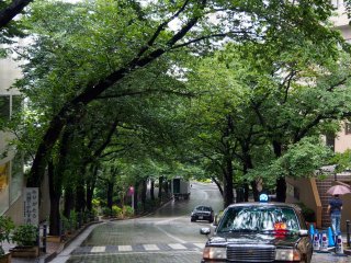 Taxi lights, shining roads and a canopy of trees in central Tokyo in the rain
