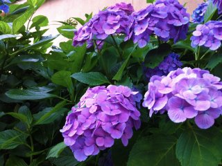 When hydrangeas color is blueish, it means the soil in that particular area has an&nbsp;acidid/neutral level of pH.