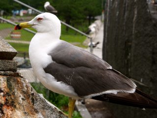 If you have ever wanted to get up close and personal with a seagull, this is the place to do it