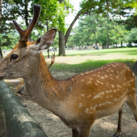 A Walk through Nara Park