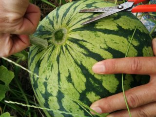 Selecting a ripe watermelon