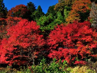 Gorgeous red leaves in front of a Japanese house standing along prefectural road 364