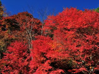 Burning-red maple leaves look like they are actually on fire under the blue sky