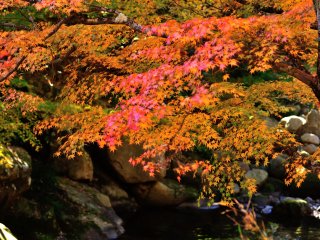 As the sun shines through maple leaves, their radiant colors are reflected on the rock surface