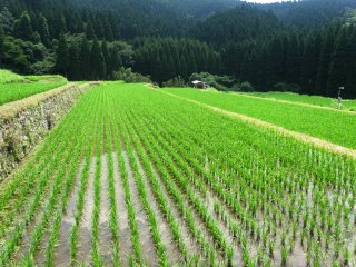 It&#39;s an impressive sight to see the newly planted rice in perfect rows