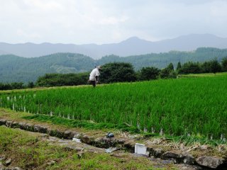 Local farmers can often be found working in their individual paddies