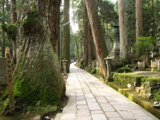 The path goes through various moss-covered tombstones and big, ancient cypresses and cedar trees.