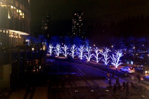 Illuminated trees line the street