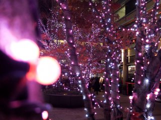 Walking around the city you can find more trees in other neighbourhoods&nbsp;that have different coloured&nbsp;LEDs.&nbsp;