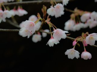 Hachisuka-Sakura blossoms are more elegant than other Kan-Sakura blossoms