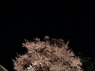 The cherry tree stands in the dark