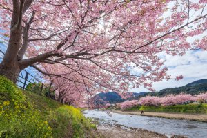 The cherry blossoms at the Kawazu sakura festival are beautiful, and fill your eyes with pink in all directions.