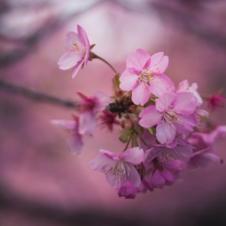 Kawazu Cherry Blossom Festival 2025