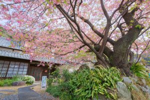 This is the original Kawazu cherry blossom tree. It dates back many decades to post war Japan.