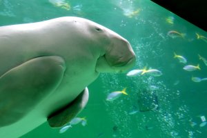 Toba Aquarium is the only place in Japan you can see a dugong