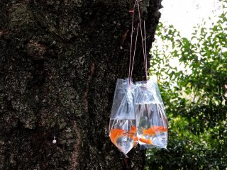 Goldfish hanging on a tree trunk while their new owners eat bento nearby