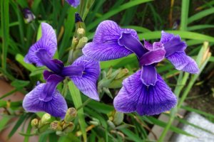 Tamana&#39;s famous irises bloom from late May to early June in the Takaseura River