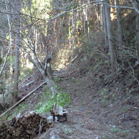 The Shade of Cedars Trail