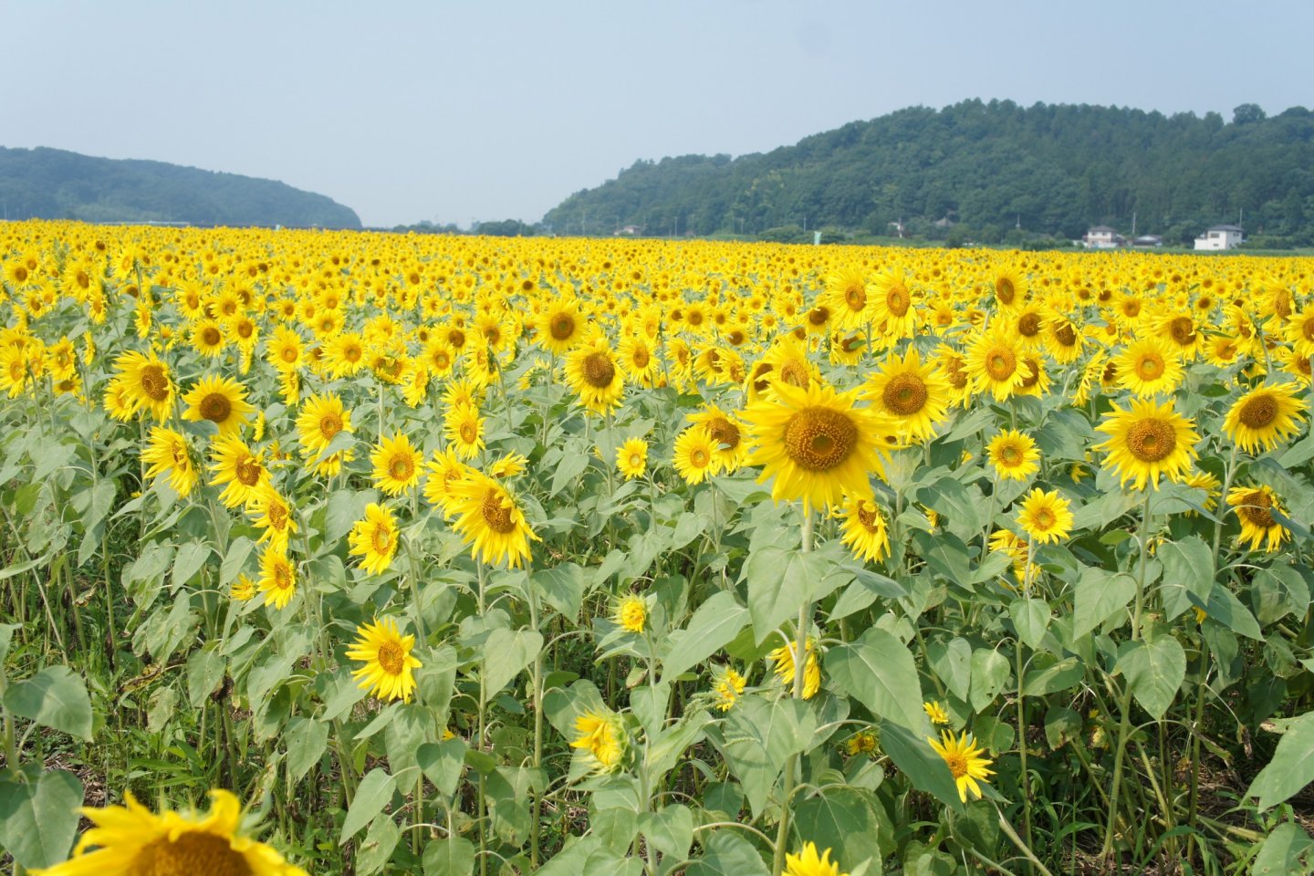 Yellow field of sunflowers stretches into the horizon