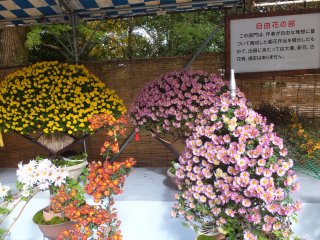 Varieties of Chrysanthemum plants.Its really awesome!
