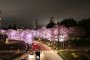 Tokyo Sakura 2016 