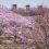  Negishi Park Cherry Blossoms   