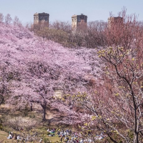  Negishi Park Cherry Blossoms   