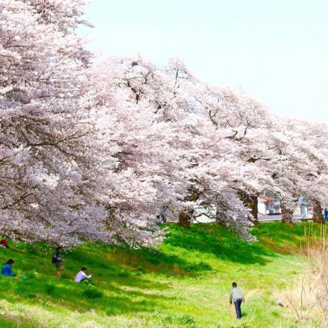 1000 Cherry Blossoms at a Glance