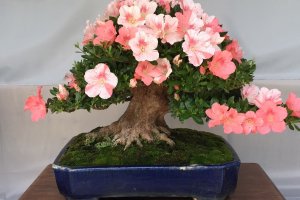 Satsuki are strong against insects and disease, making them ideal bonsai candidates