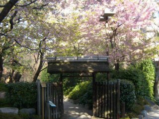 For those few days in spring, the entrance is wreathed in cherry-blossom flowers