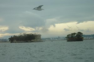 Matsushima island displaying sedimentary layering (bedding) visible with a seagull in flight.